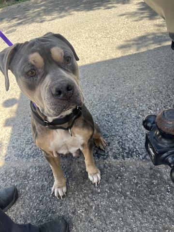 adoptable Dog in Georgetown, TX named POPS