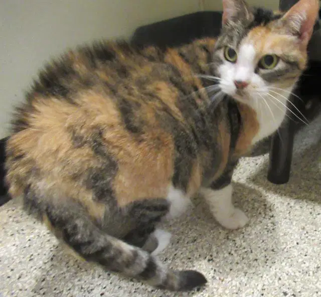 Molly - Domestic Short Hair