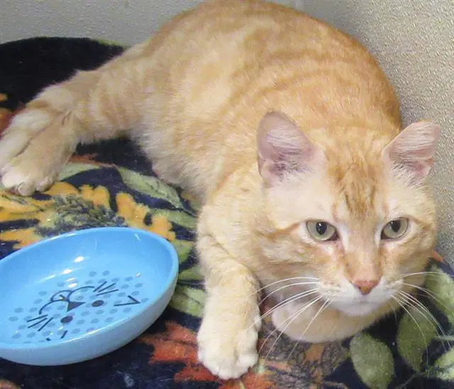 Aidan - Domestic Short Hair