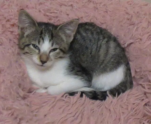 Lincoln Loud - Domestic Short Hair