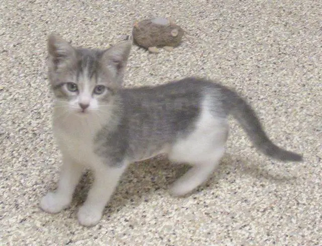 Lola Loud - Domestic Short Hair
