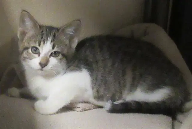 Leni Loud - Domestic Short Hair