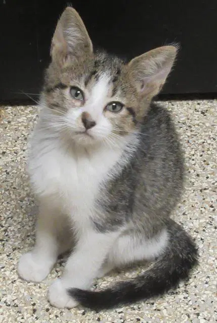 Lana Loud - Domestic Short Hair