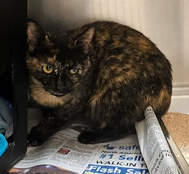 Faye - Domestic Short Hair