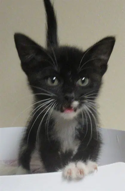 Electrode - Domestic Short Hair