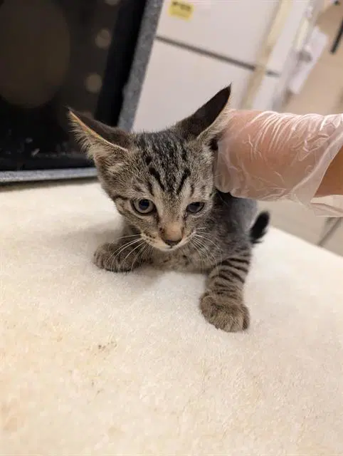 Wisteria - Domestic Short Hair