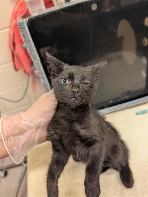 Violet - Domestic Short Hair