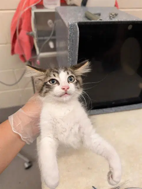 Aster - Domestic Medium Hair