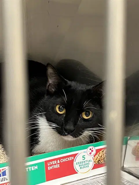Betty Davis - Domestic Short Hair