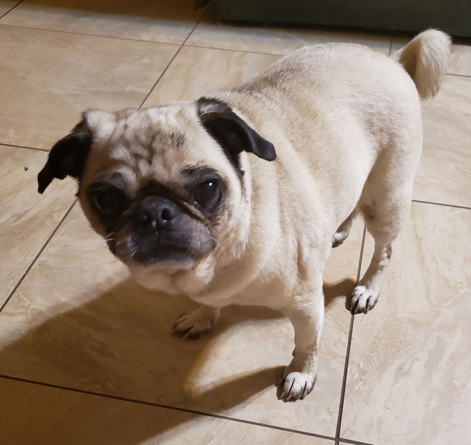 pug puppies foods