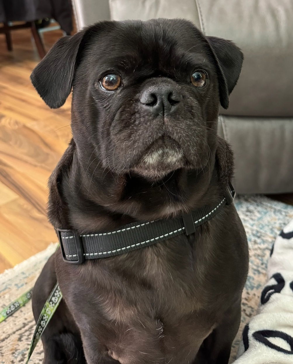 Dog for Adoption - 2024 - 2009 Max, a Pug in Toast, NC | Alpha Paw