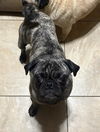 adoptable Dog in  named 2025 - 3003 Maya