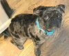 adoptable Dog in  named 2025 - 3011 Jack