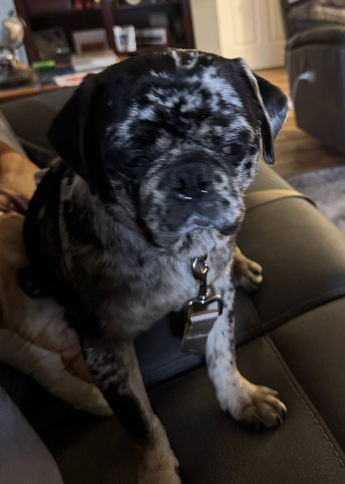4008 - 2026 Beans, an adoptable Pug in Elizabeth City, NC