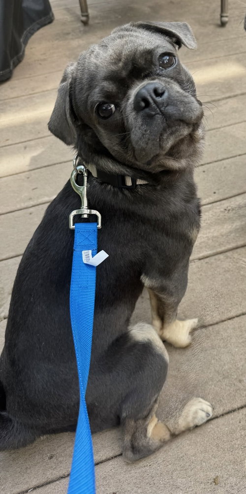 4009 - 2026 Frank, an adoptable Pug in Elizabeth City, NC