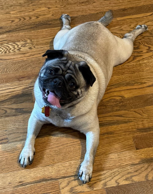 4010 - 2026 Odin, an adoptable Pug in Elizabeth City, NC