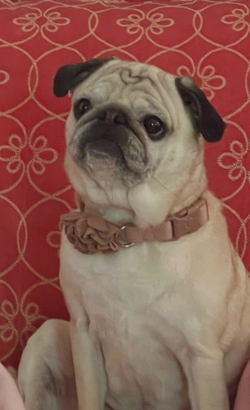 4011 - 2026 Greta (ADOPTION PENDING), an adoptable Pug in Elizabeth City, NC