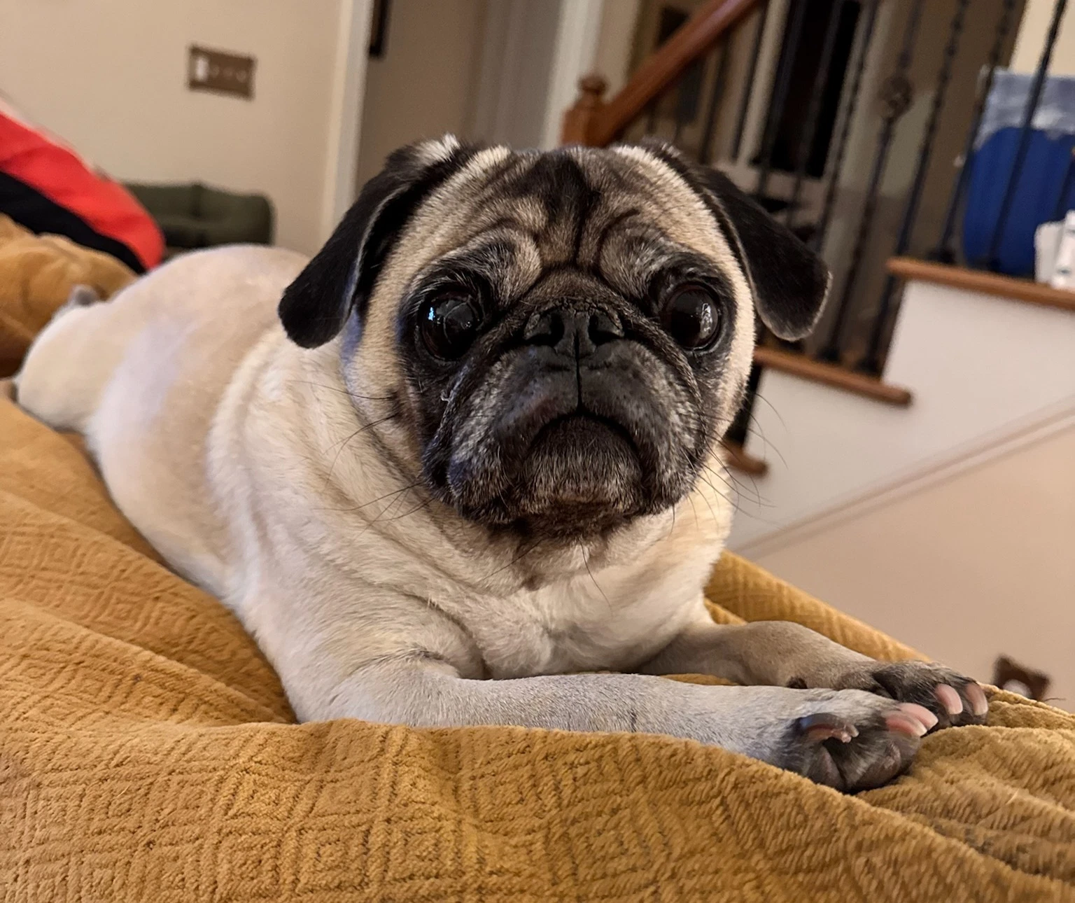 - Bella