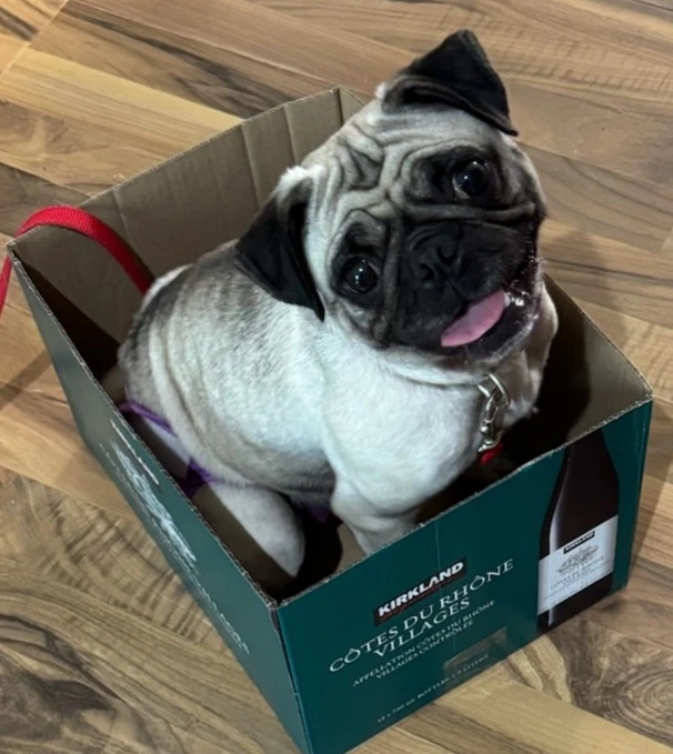 - Tutis Adoption Pending