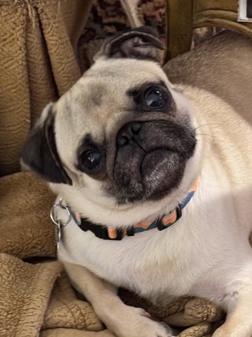 4020 -2026 Milo, a dog for adoption from Pug Rescue of North Carolina, Inc.