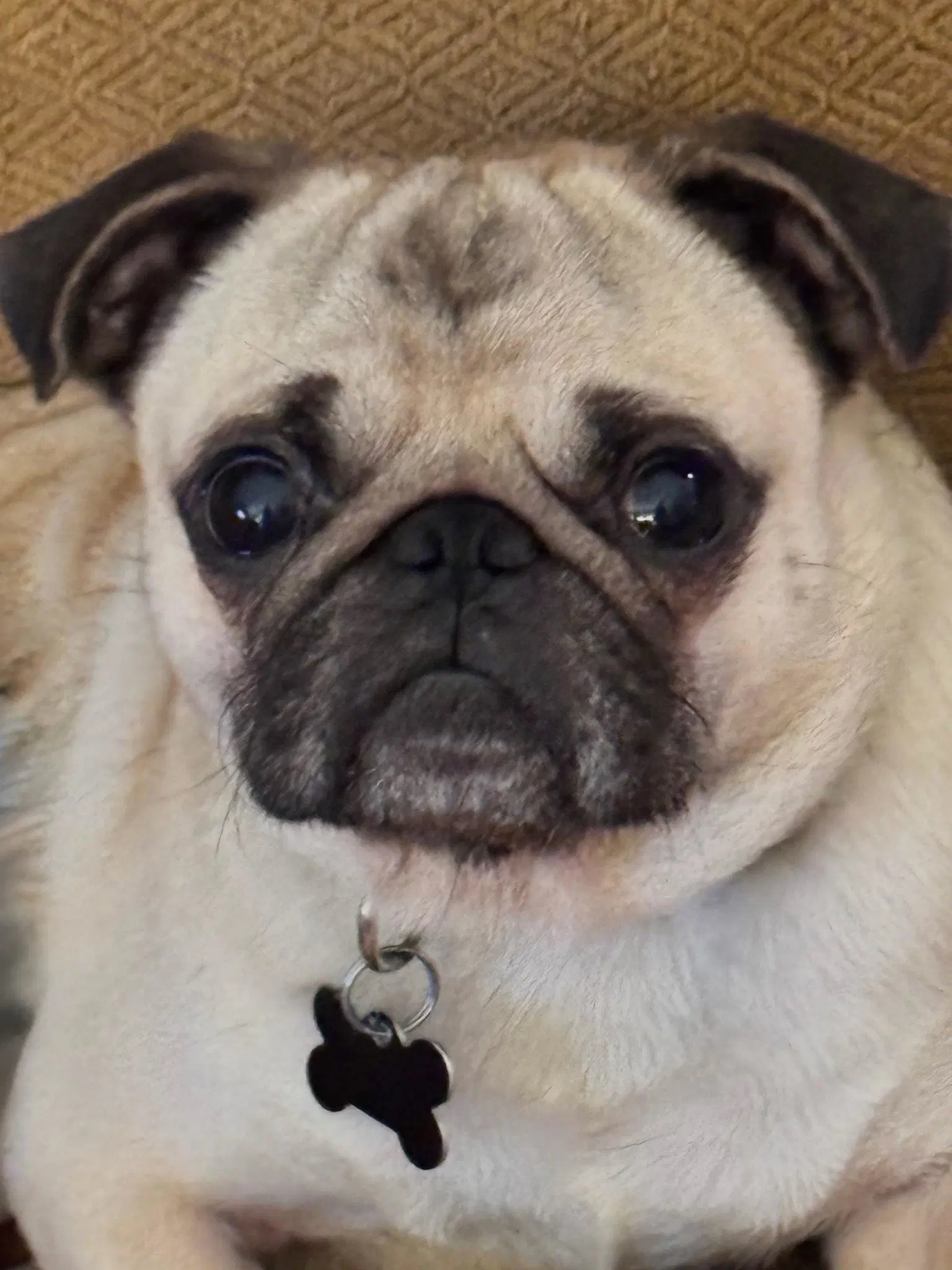 -  Gizmo - Pug