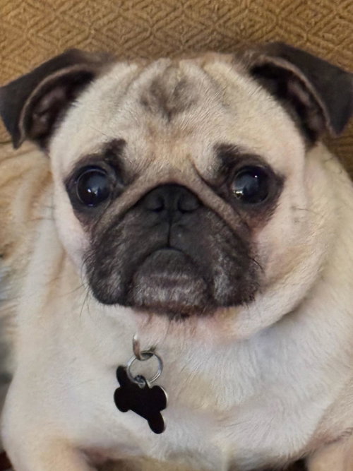 4021 - 2026 Gizmo, a dog for adoption from Pug Rescue of North Carolina, Inc.