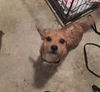 Peanut