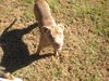 Gladys