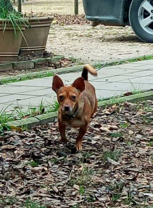 Roxie