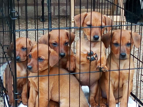Wisteria Lane Pups