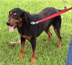 Rodrigo
