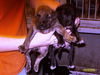 Hutchinson Puppies