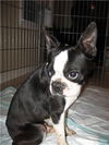 Winston