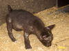 Porky