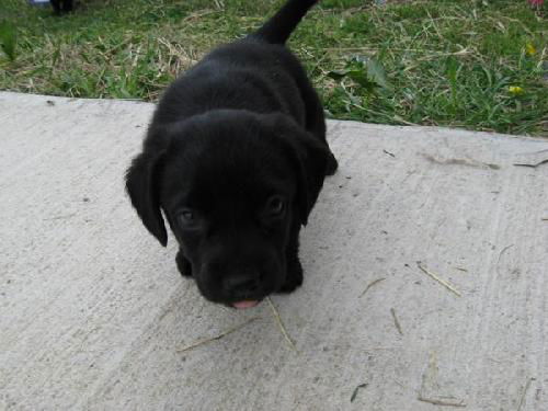 Buddy