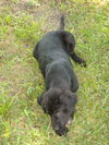 Charlie