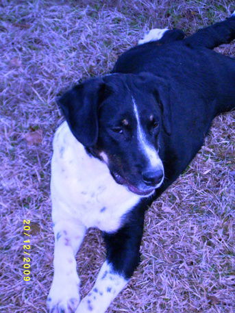 Bubba