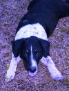 Bubba