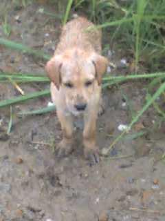 Hannah's puppies