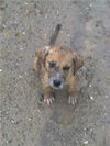 Hannah's puppies