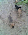 Hannah's puppies