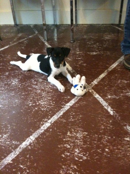 Rat Terrier mix - Cute!