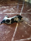 Blue Heeler mix