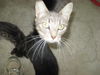Miss Cleo