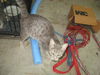 Miss Cleo
