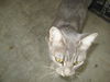 Miss Cleo