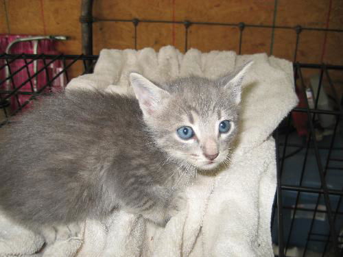 Oliver