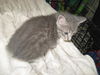Oliver