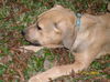 Tawny