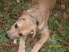Tawny